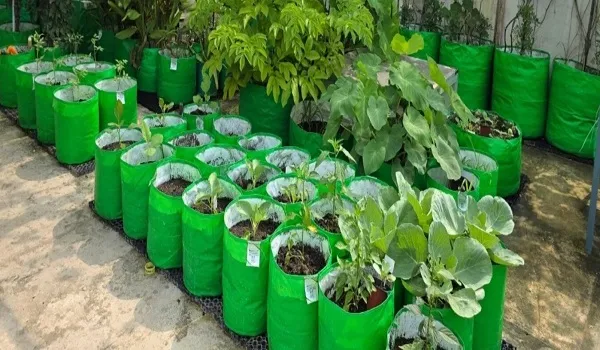 JDA इस बार भी मानसून में आमजन को बांटेगा पौधे, प्रत्येक व्यक्ति को आधार कार्ड पर मिलेंगे अधिकतम पांच पौधे