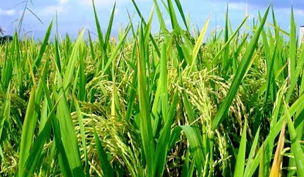 राजस्थान में 80 प्रतिशत से आगे निकला खरीफ बुआई का आंकड़ा, अनाज की बुआई लक्ष्य के मुकाबले 91 प्रतिशत पूरी