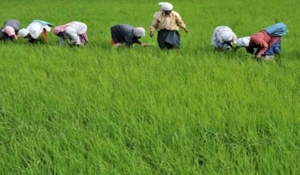 कृषि विभाग ने राजस्थान में खरीफ बुवाई का आंकड़ा किया जारी, अब तक एक करोड़ 49 लाख 82 हजार हेक्टेयर में हुई बुवाई