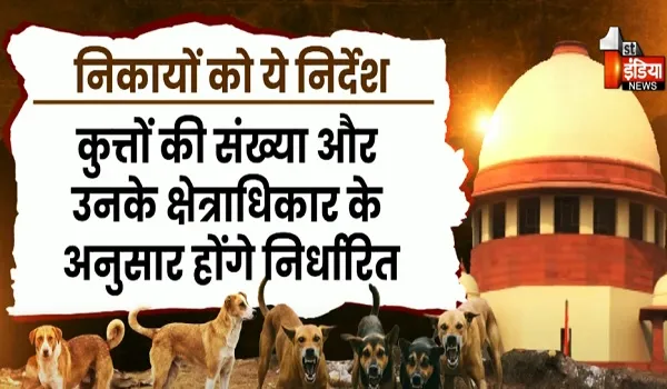 सुप्रीम कोर्ट के आदेश की पालना को लेकर सरकार गंभीर, शहरों में लावारिस कुत्तों को लेकर जारी किए निर्देश, देखिए खास रिपोर्ट