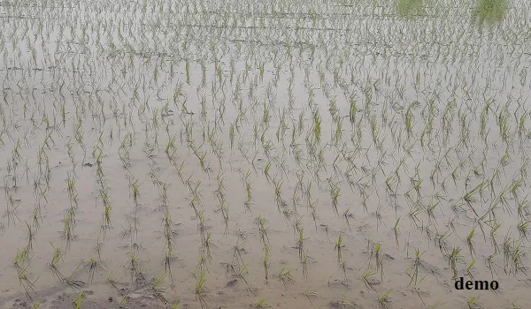 बूंदी में मानसून तो हुआ मेहरबान, लेकिन अन्नदाता किसान आज भी परेशान, अच्छी बारिश से धान के खेतों में भरा पानी