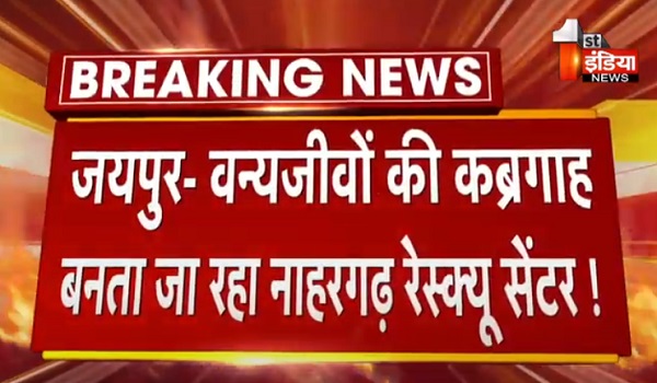 VIDEO: वन्यजीवों की कब्रगाह बनता जा रहा नाहरगढ़ रेस्क्यू सेंटर ! नियोनेटल केयर सेंटर में एक बिज्जू की हुई मौत