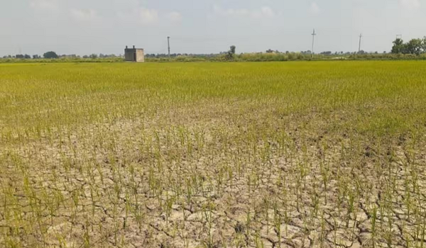 Rajasthan Monsoon Update: बारिश की बेरुखी ने बढ़ाया तापमान का पारा, अगले सात दिन तक सतायेगा मानसून