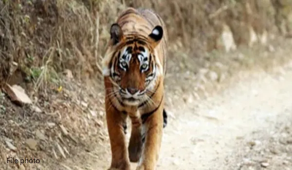 नाहरगढ़ बायोलॉजिकल पार्क में बाघ का कहर, महिला मजदूर की मौके पर मौत