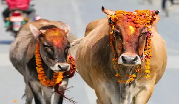 बछबारस पूजा ...पुत्र की मंगल कामना ! 8 सितम्बर को मनाया जाएगा बछ बारस, संतान सुख और समृद्धि का पर्व है बछ बारस