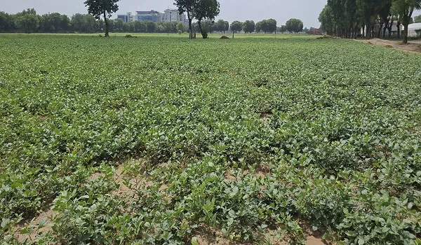काजरी की मोठ की किस्मों ने खरीफ 2026 में दिखाई अद्भुत सूखा सहनशीलता, नमी की कमी के बावजूद अच्छा प्रदर्शन