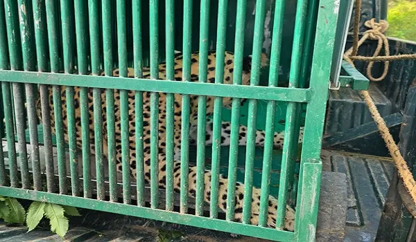 झालाना से निकलकर फॉरेस्ट कॉलोनी में घूम रही मादा लेपर्ड आखिर पिंजरे में कैद, तीन सप्ताह से फॉरेस्ट अधिकारियों के बंगलों के आसपास लगातार दिख रहा था मूवमेंट