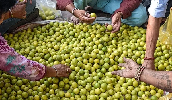 नींबू की खटास ने बिगाड़ा रसोई का बजट ! खुदरा बाजार में नींबू के दाम 200 रुपए प्रति किलो तक पहुंचे