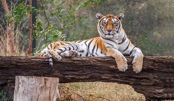 28 दिन बाद नाहरगढ़ में फिर दहाड़ा टाइगर, सफारी भी शुरू, बाघिन रानी के शावकों को डिस्प्ले में किया रिलीज
