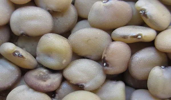 नागौर में मूंग और ग्वार की बंपर आवक, कृषि मंडी इन दिनो गुलजार