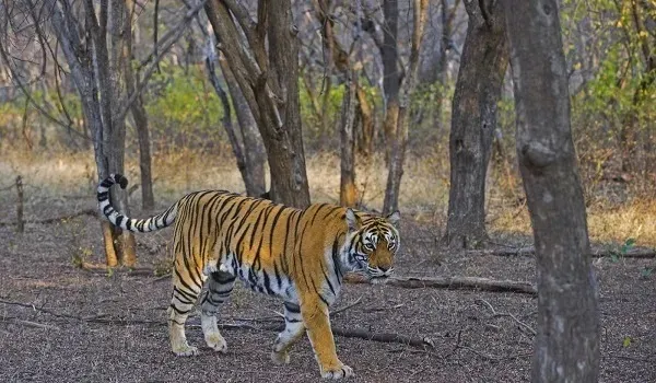 पर्यटकों का लंबा इंतजार खत्म, 3 महीने के मानसून ब्रेक के बाद आज खुले राजस्थान के टाइगर रिजर्व... बुकिंग में जबरदस्त उत्साह