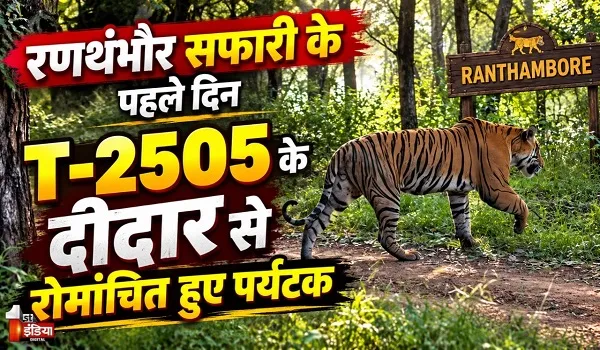 सफारी के पहले दिन बाघिन रिद्धि के मेल सब-एडल्ट T-2505 के दीदार,रोमांचित नजर आए पर्यटक, जंगल सफारी बनी यादगार