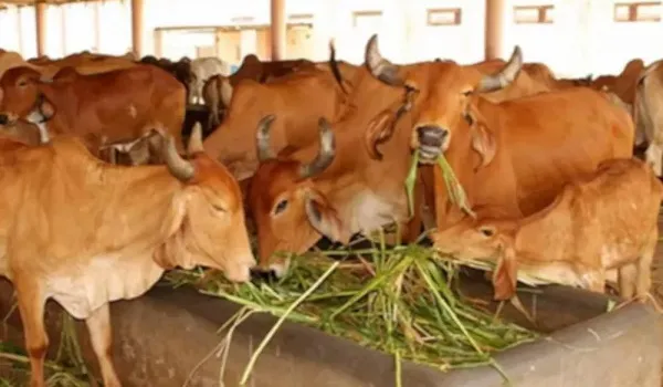 राजस्थान की गौशालाओं के लिए अतिरिक्त बजट मंजूर, 885 करोड़ रुपये का अतिरिक्त बजट प्रावधान स्वीकृत