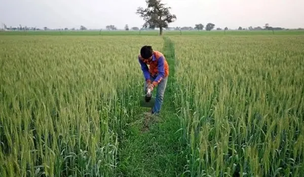 रबी फसलों की अब तक का बुआई आंकड़ा जारी, लक्ष्य के मुकाबले 56.87 प्रतिशत हुई बुआई