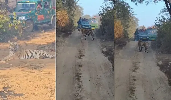 अलवर सरिस्का टाइगर रिजर्व में बाघिन ST-9 की शानदार साइटिंग, पर्यटक रोमांचित