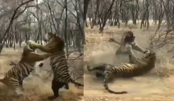 सवाईमाधोपुर की रणथंभौर में एक बार फिर टेरिटोरियल फाइट, अपनी सब एडल्ट बेटी के साथ खूनी संघर्ष के बाद रिद्धि हुई बुरी तरह घायल