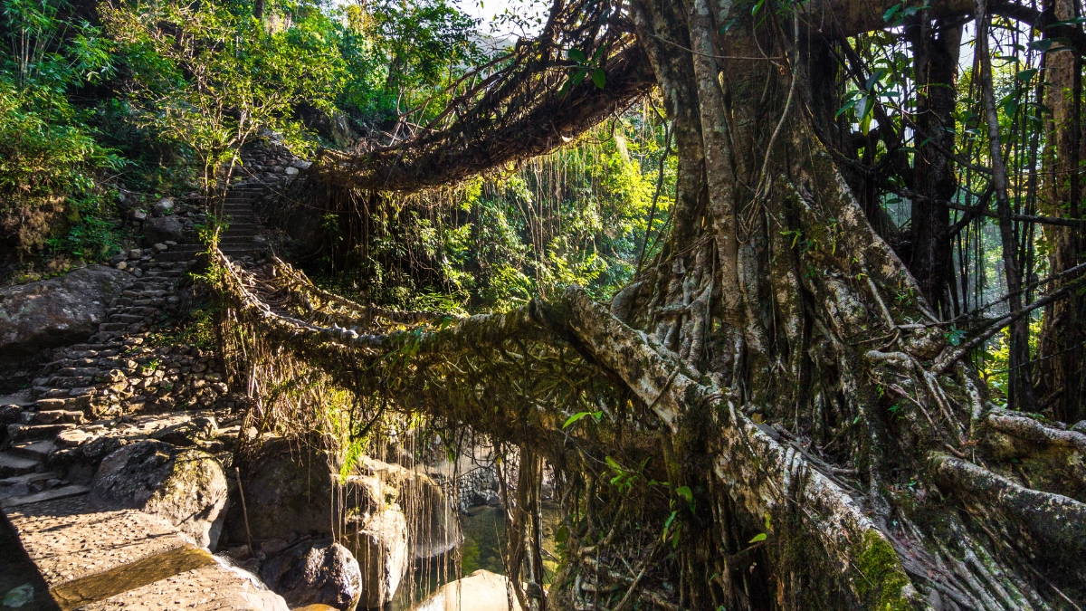 Living Root Bridge