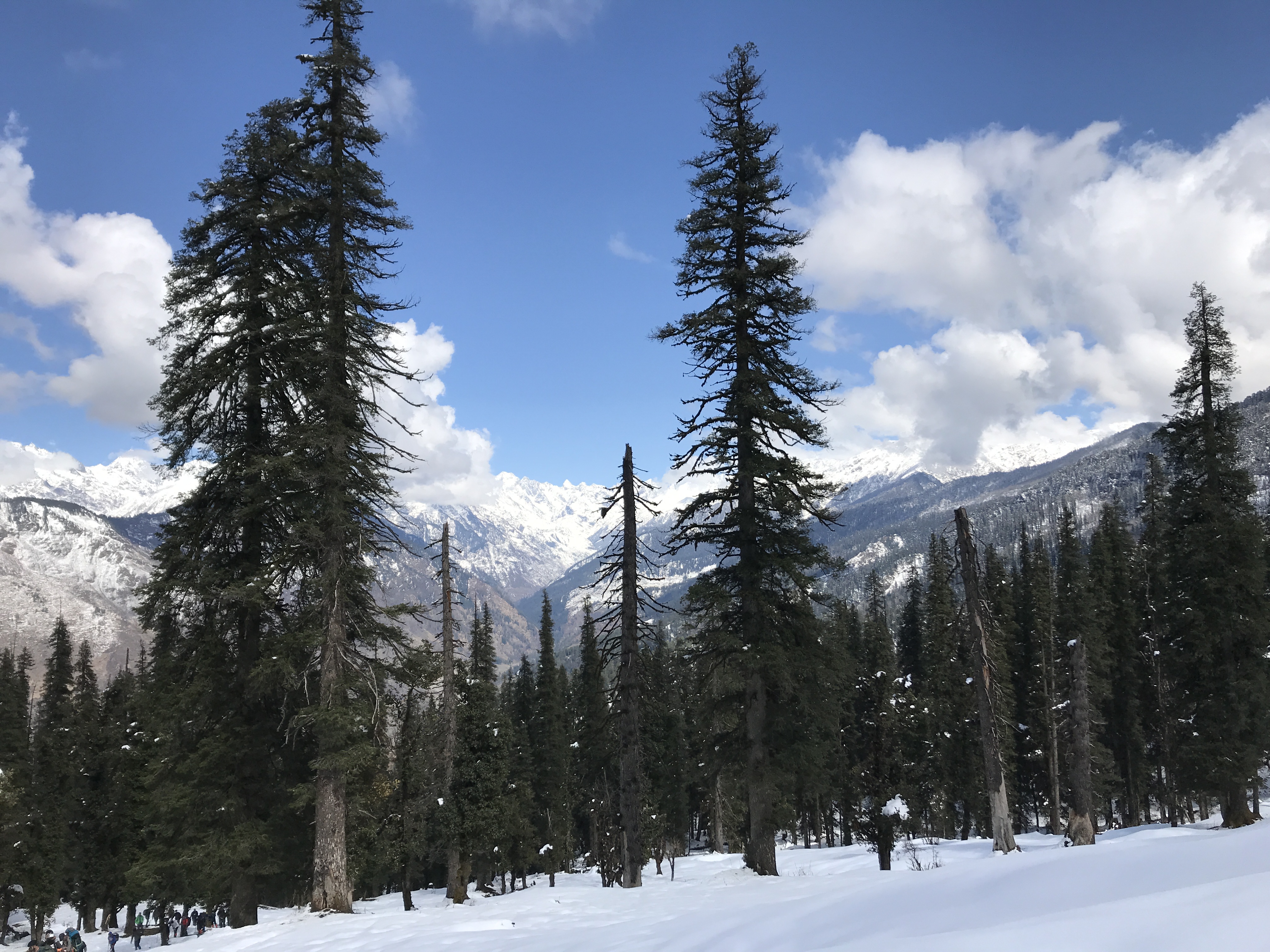 Winter forest view from Kedarkantha