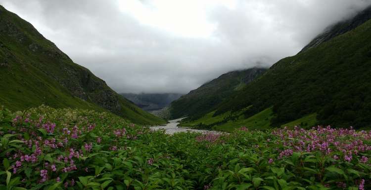 Valley Of Flowers