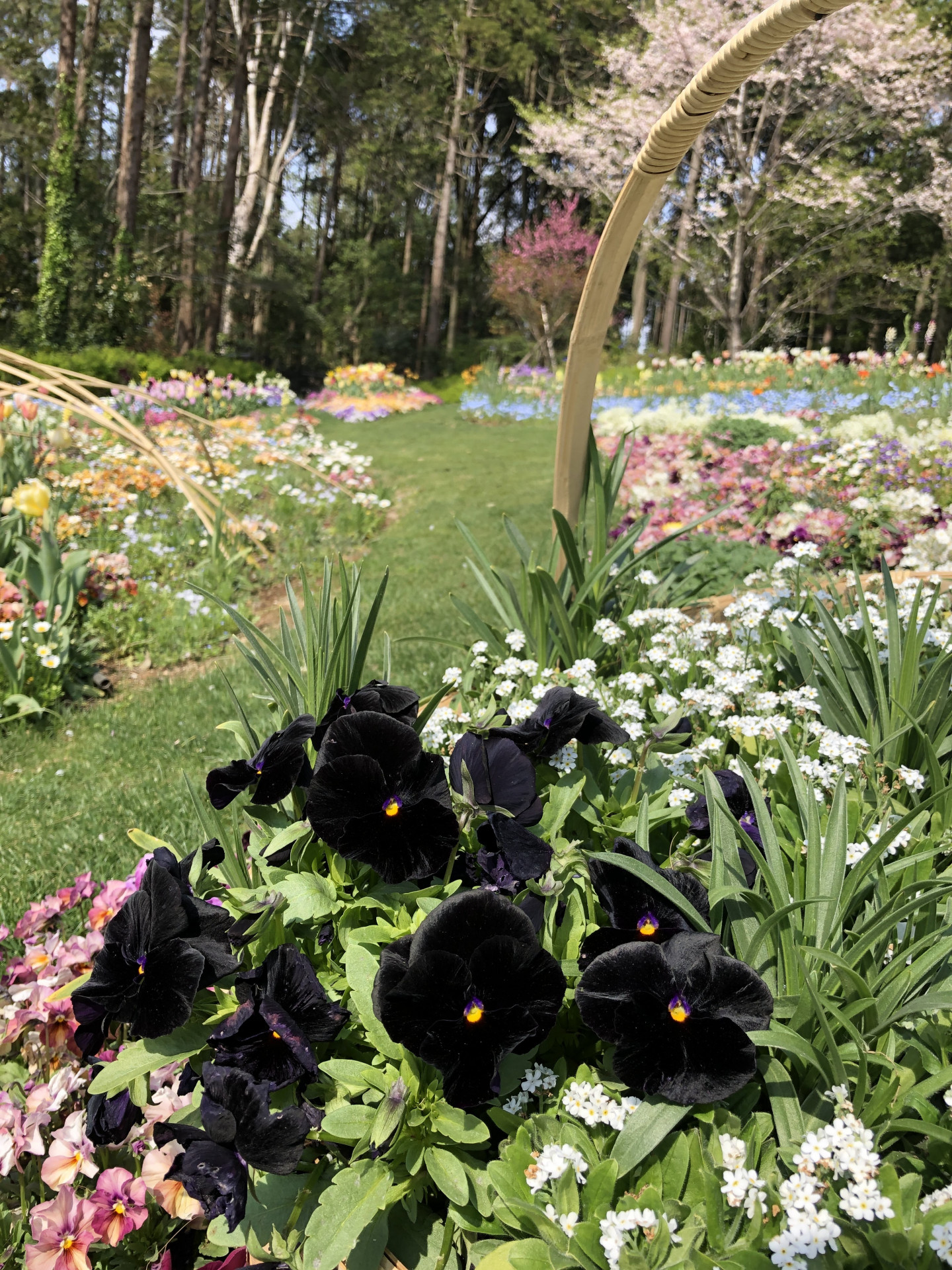 里山ガーデンの花々