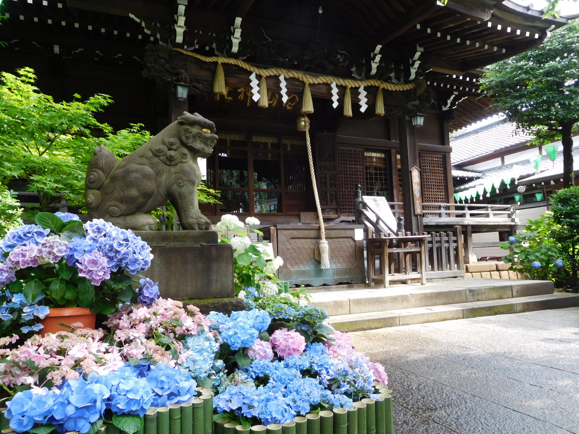 文京あじさいまつり(4)