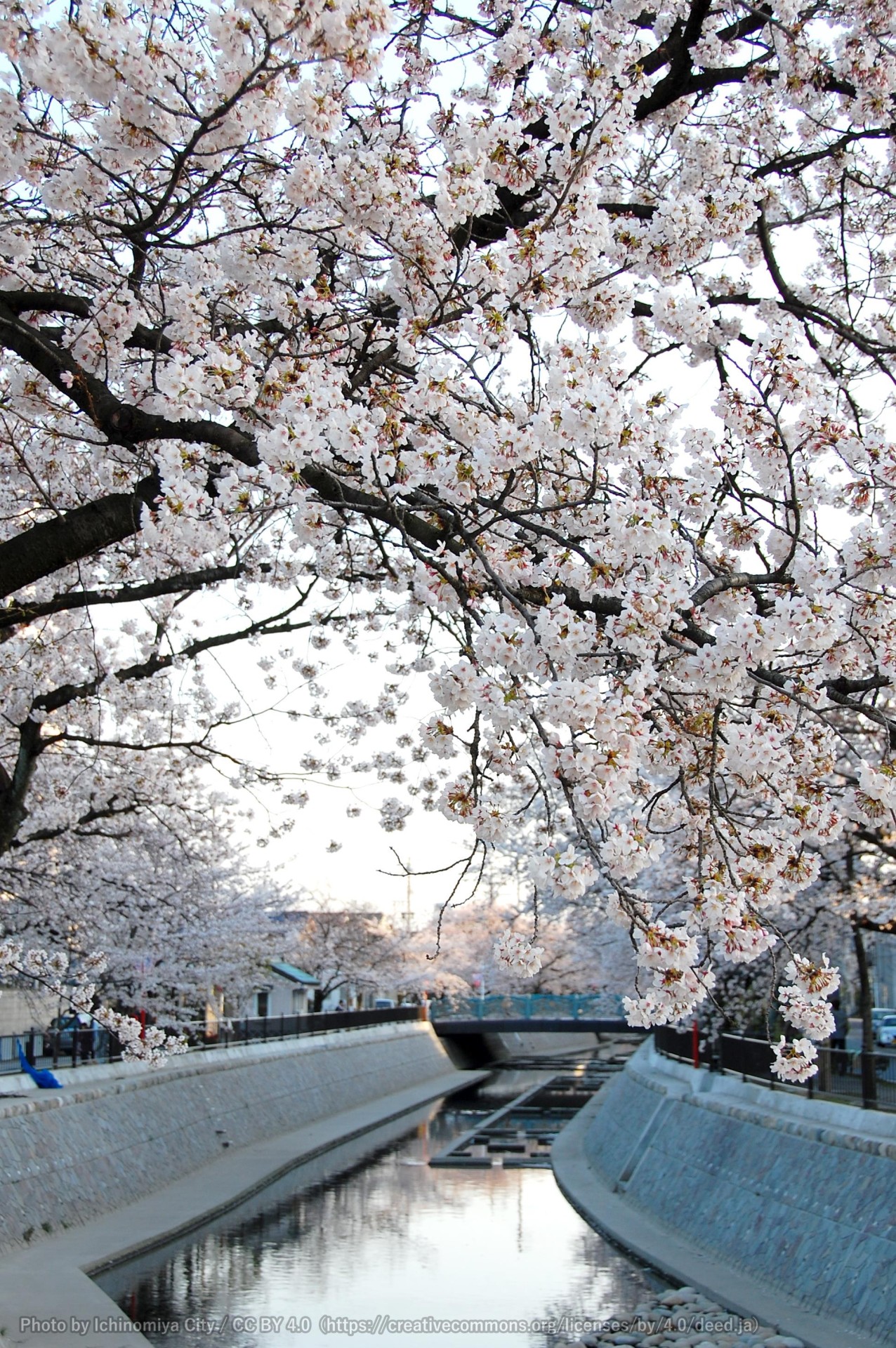 大江川の桜 （一宮桜まつり） 3