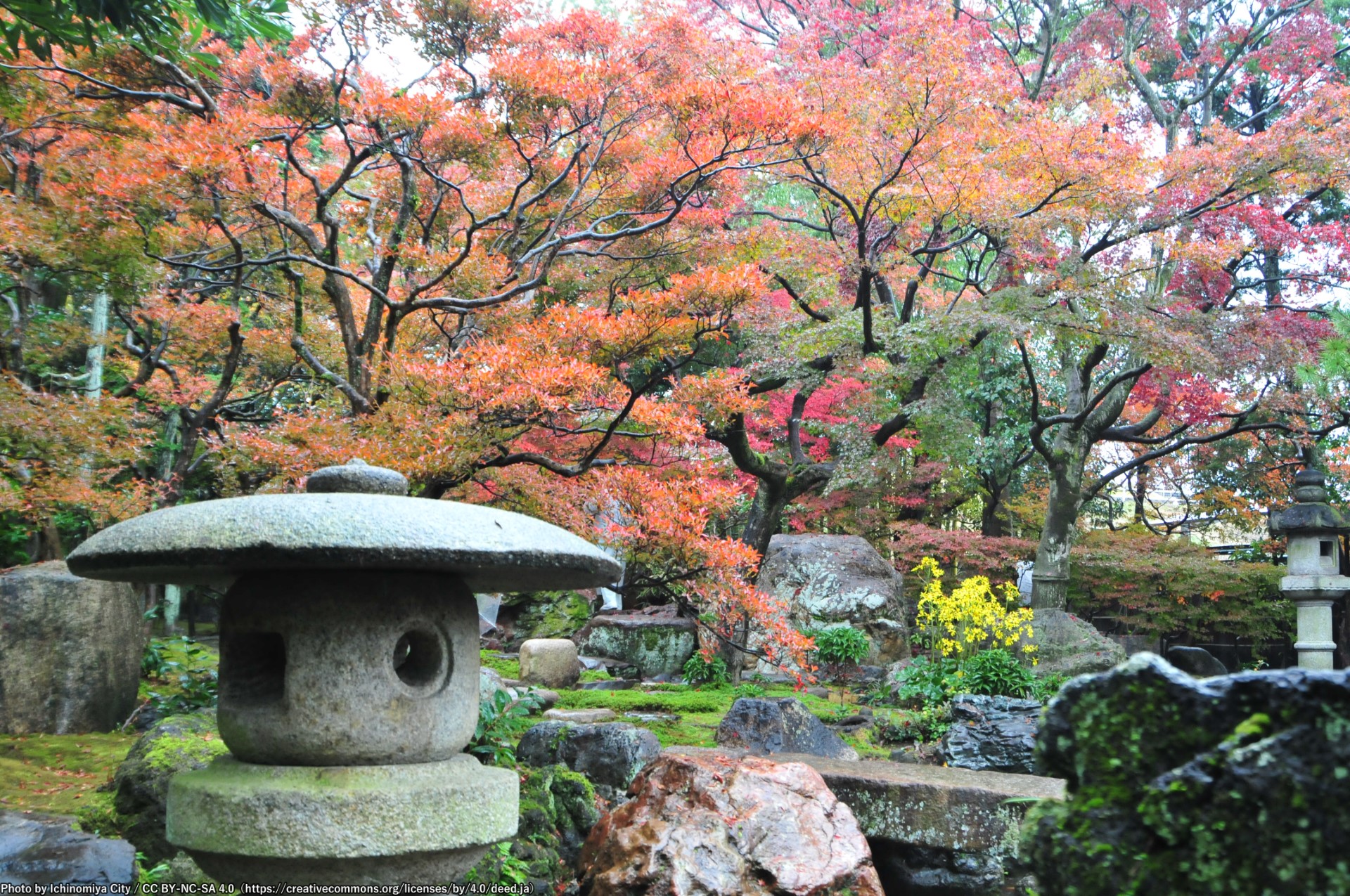 庭園と紅葉（もみじまつり）1