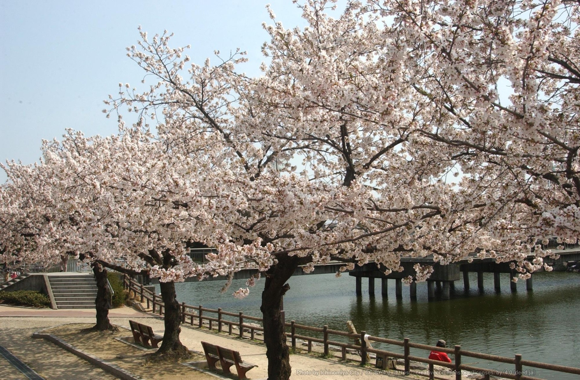 浅井山公園の桜 1