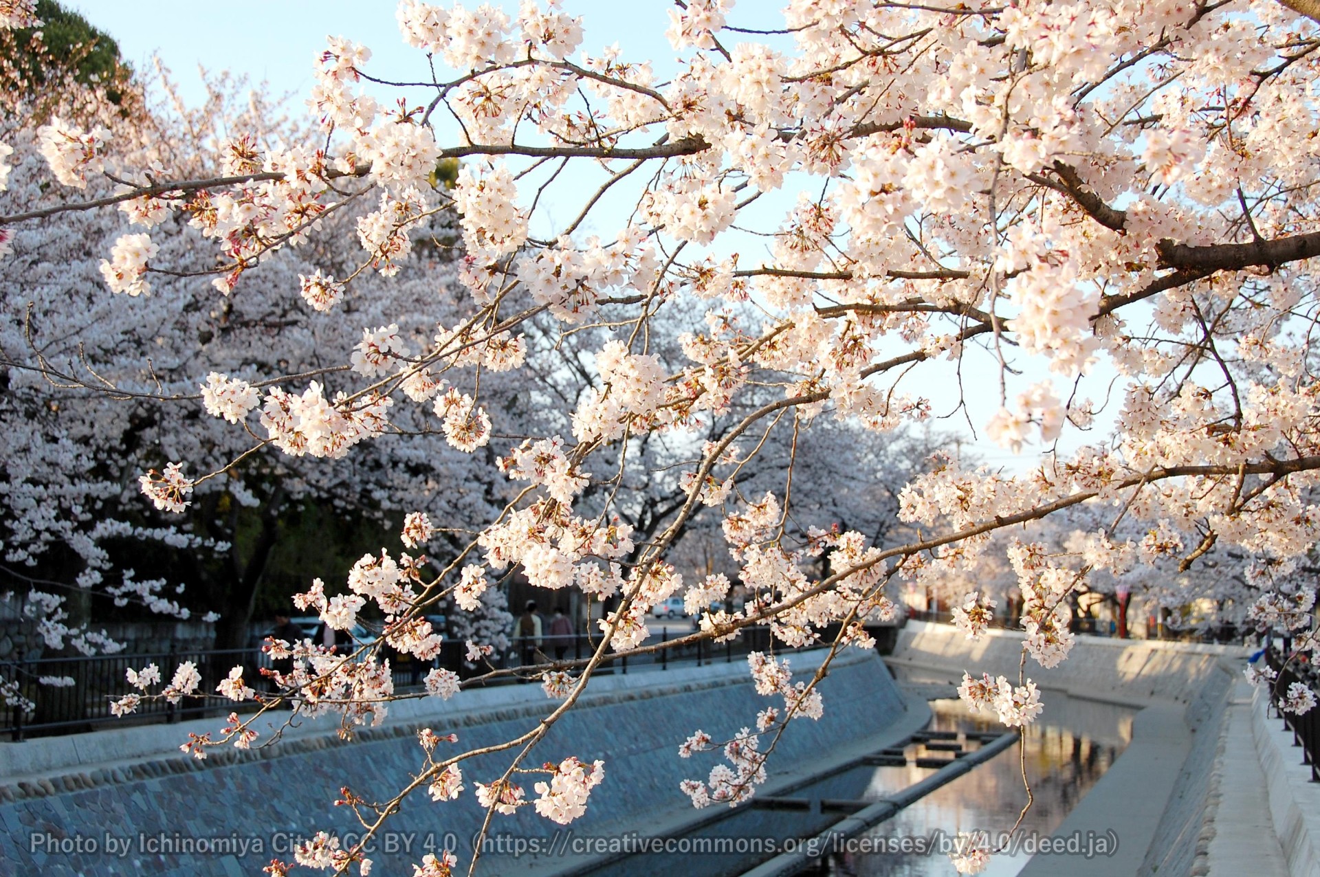 大江川の桜 （一宮桜まつり） 2