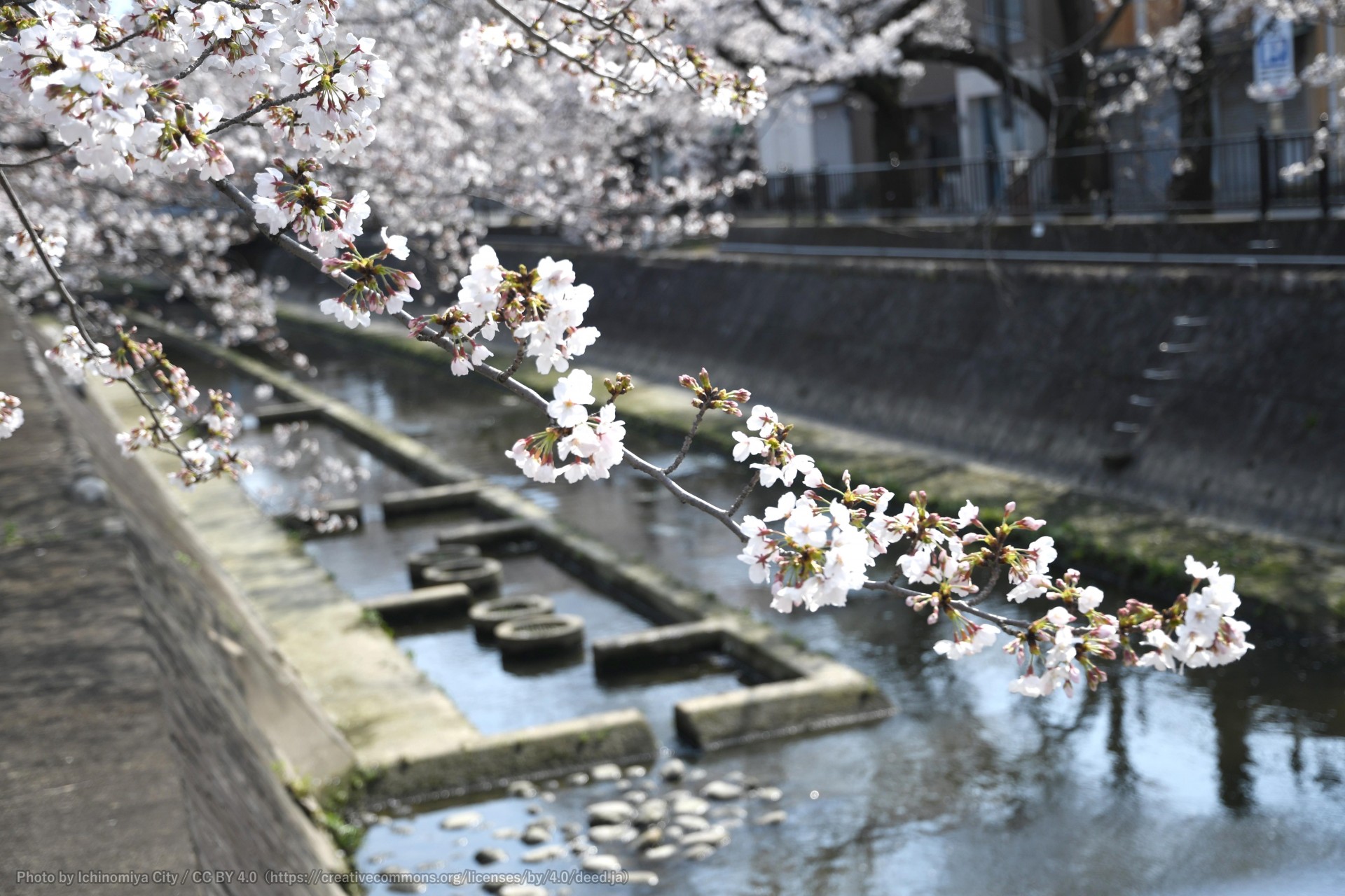 大江川の桜 （一宮桜まつり）