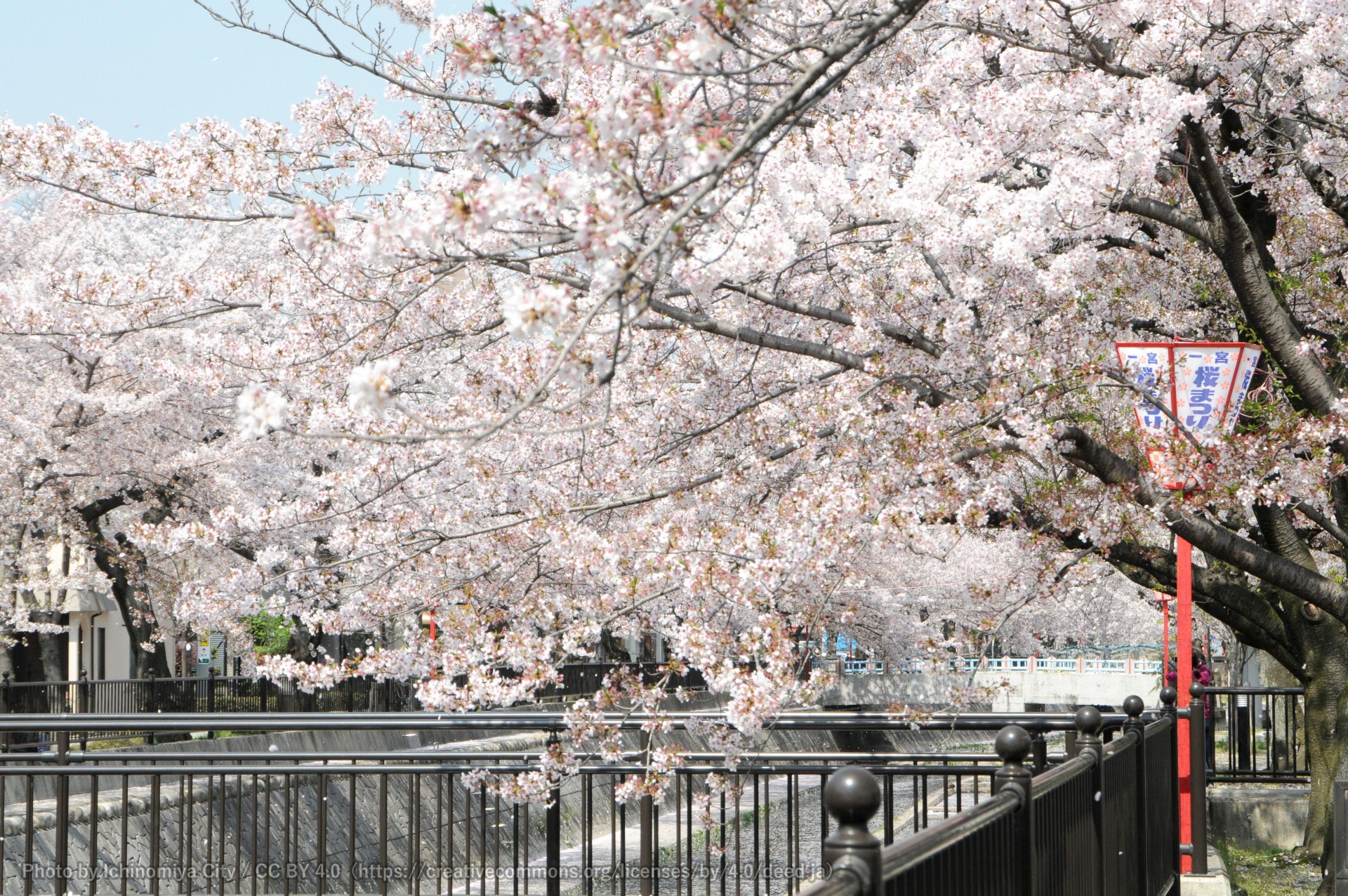 大江川の桜 （一宮桜まつり） 1