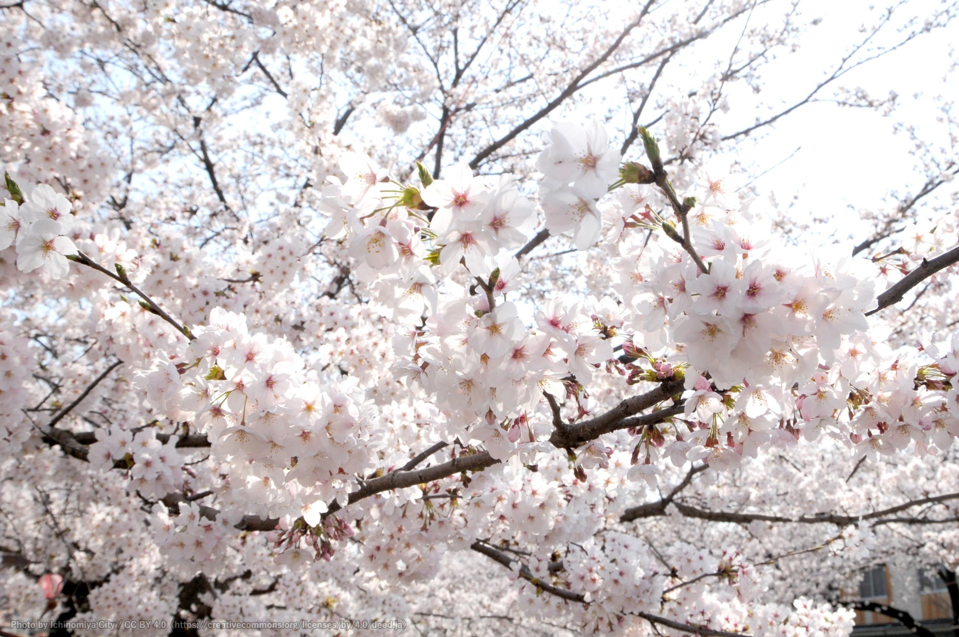 大江川の桜 （一宮桜まつり） 1