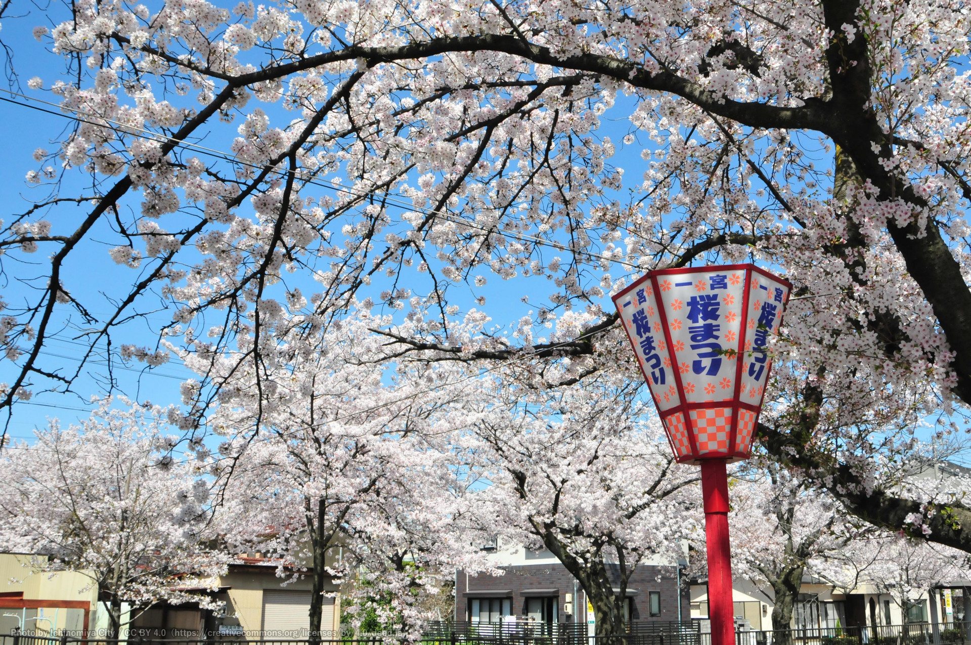 大江川の桜（一宮桜まつり）1