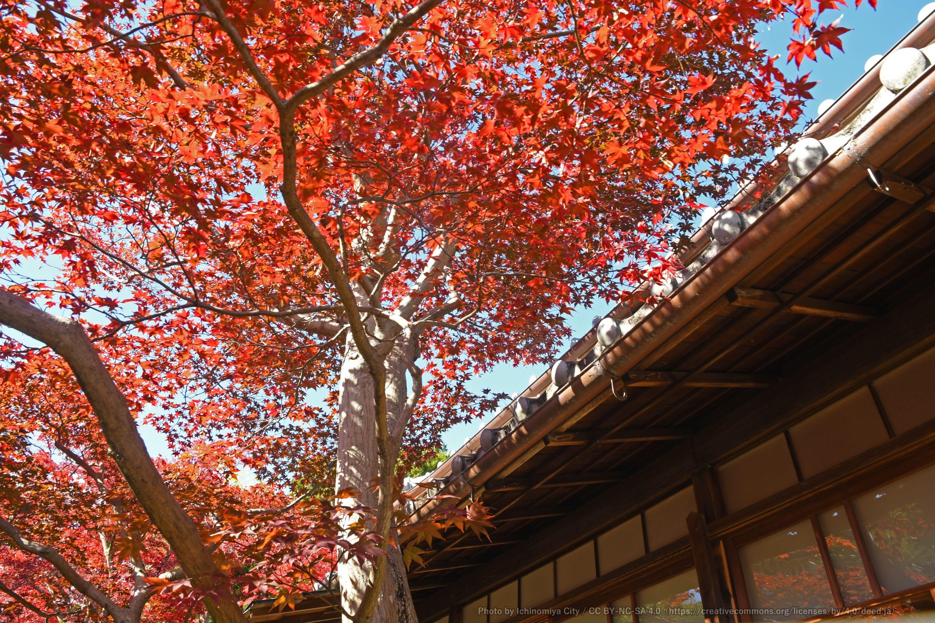 庭園と紅葉（尾西歴史民俗資料館別館　【旧林家住宅】） 3