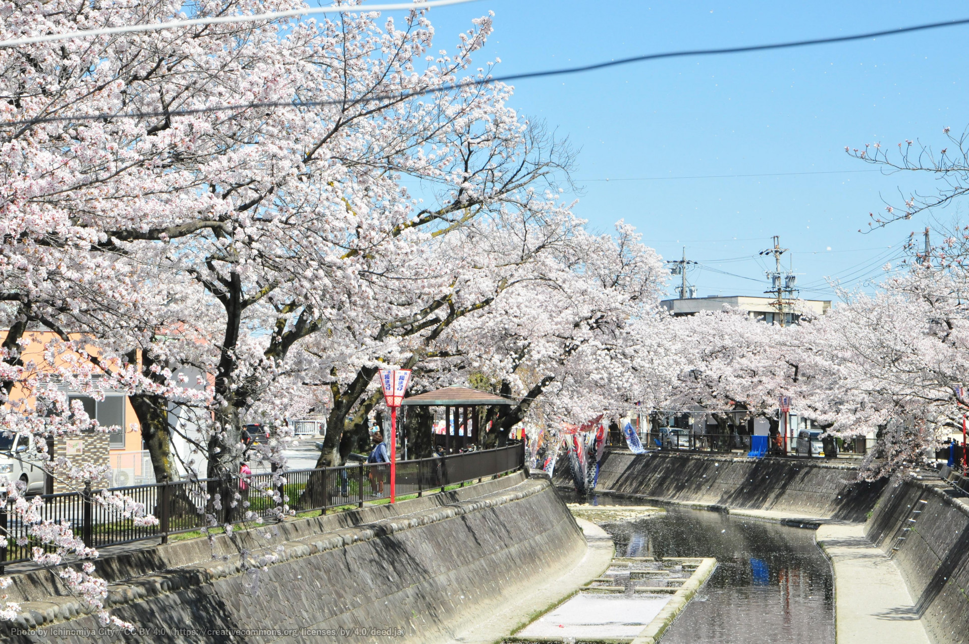 大江川の桜（一宮桜まつり）2