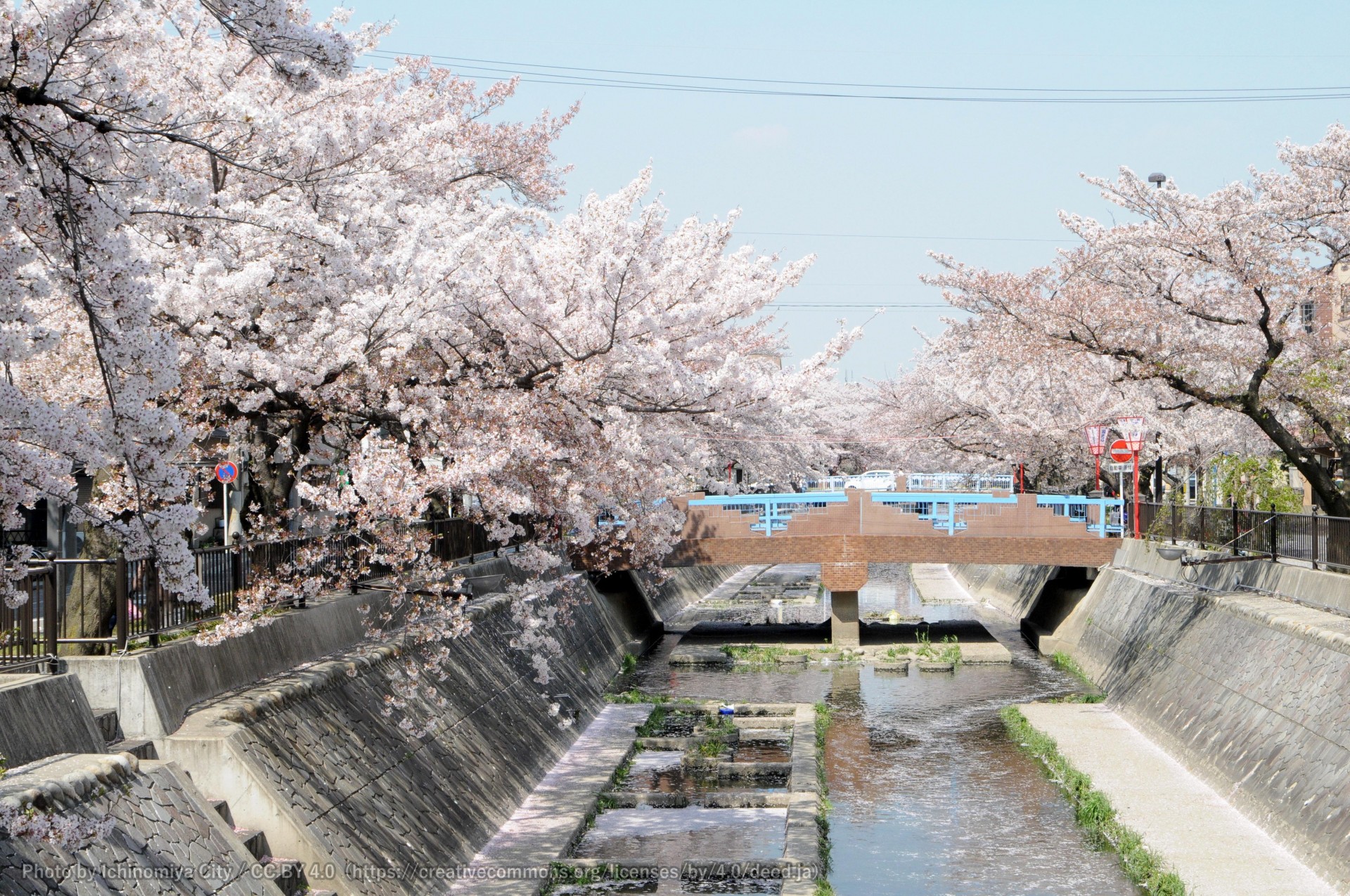 大江川の桜 （一宮桜まつり） 2