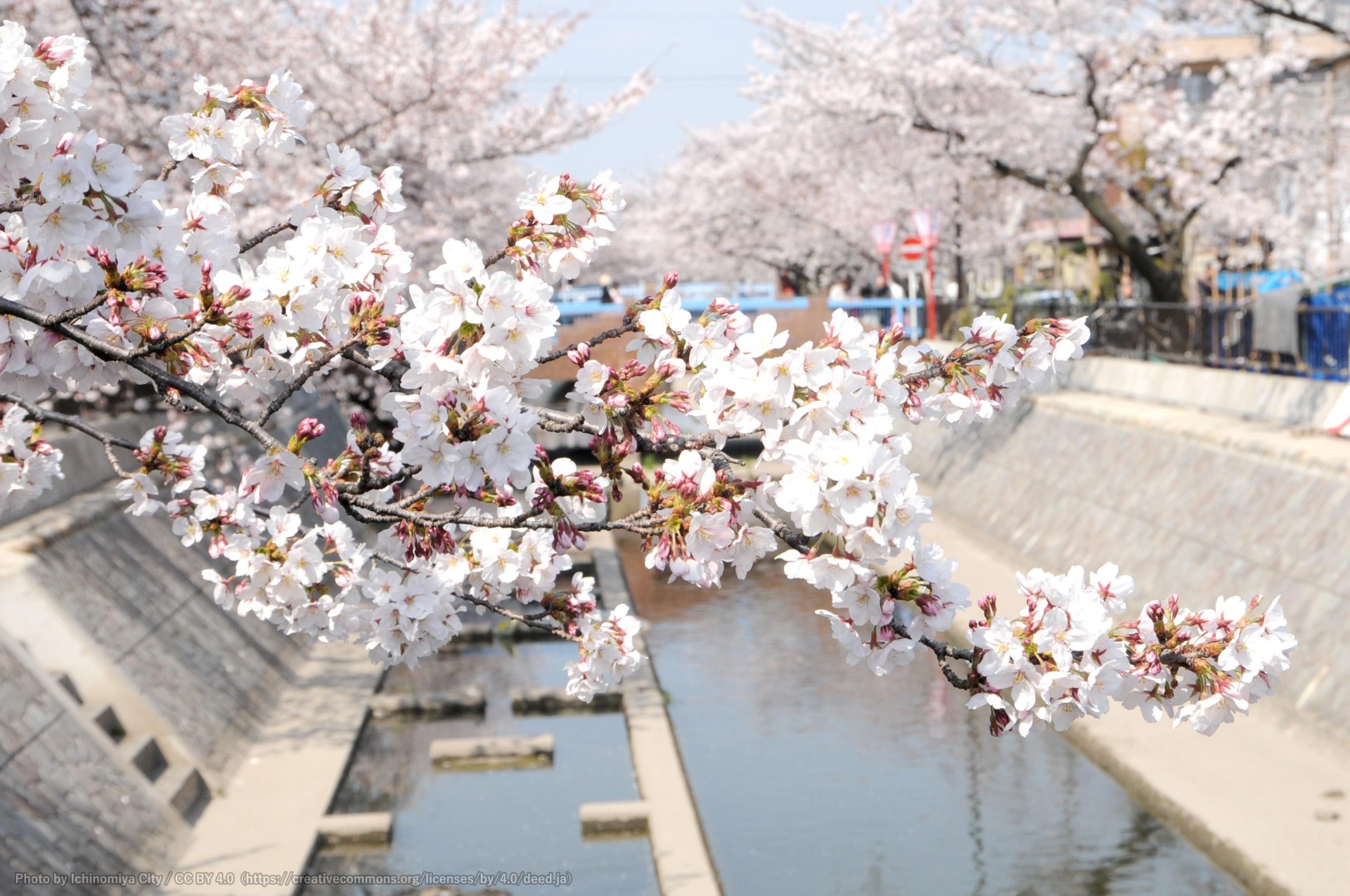 大江川の桜 （一宮桜まつり） 2