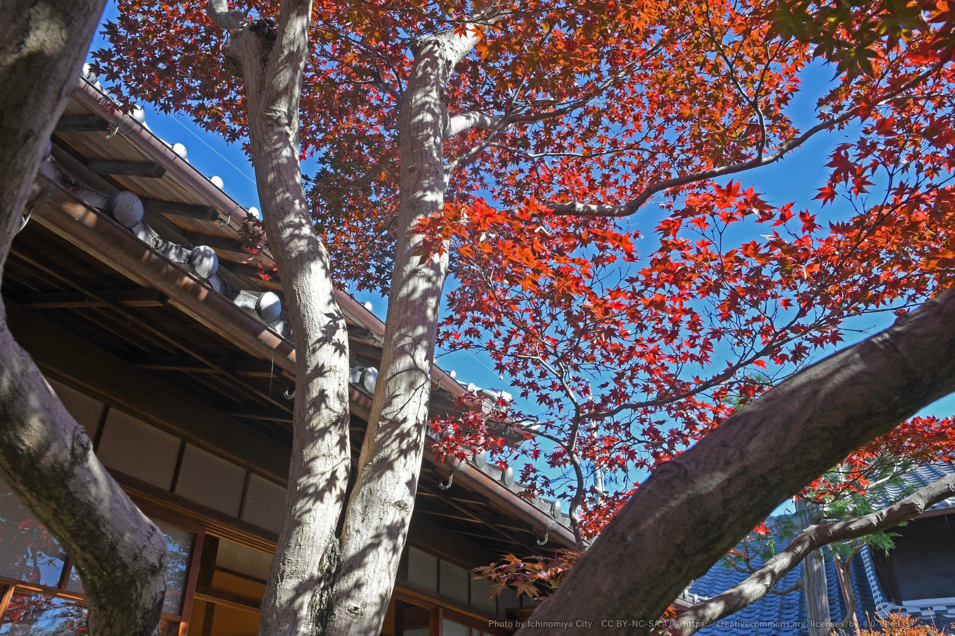 庭園と紅葉（尾西歴史民俗資料館別館　【旧林家住宅】） 4