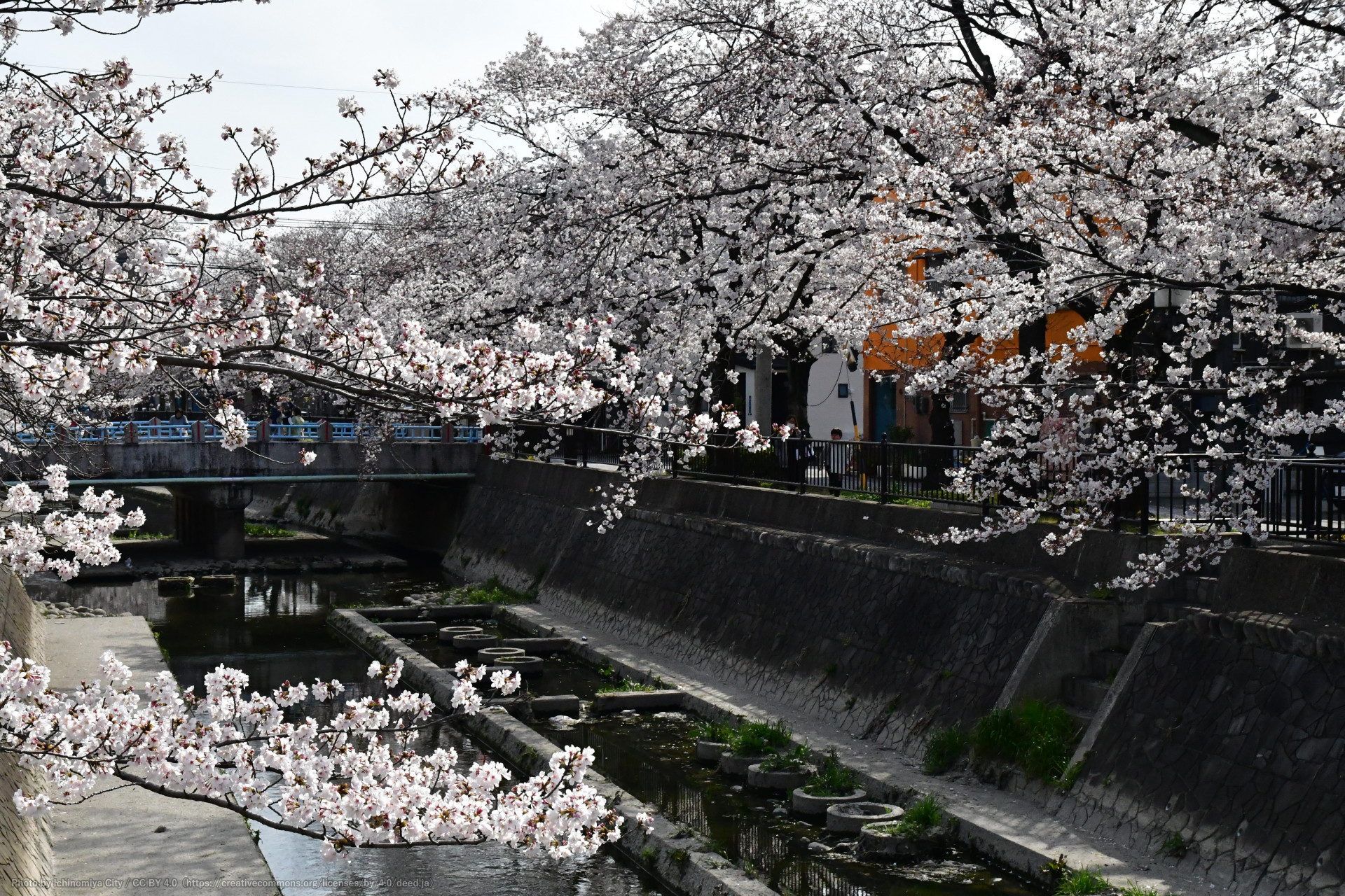 大江川の桜（一宮桜まつり）4