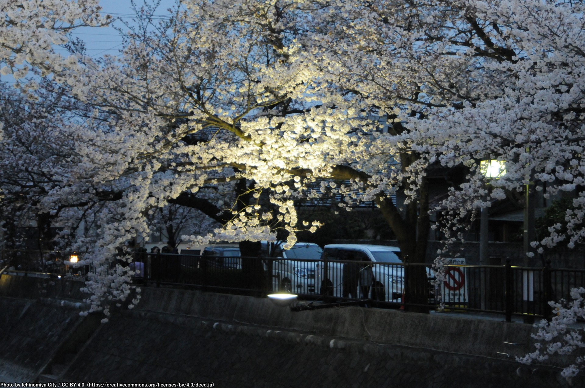 大江川の桜のライトアップ1