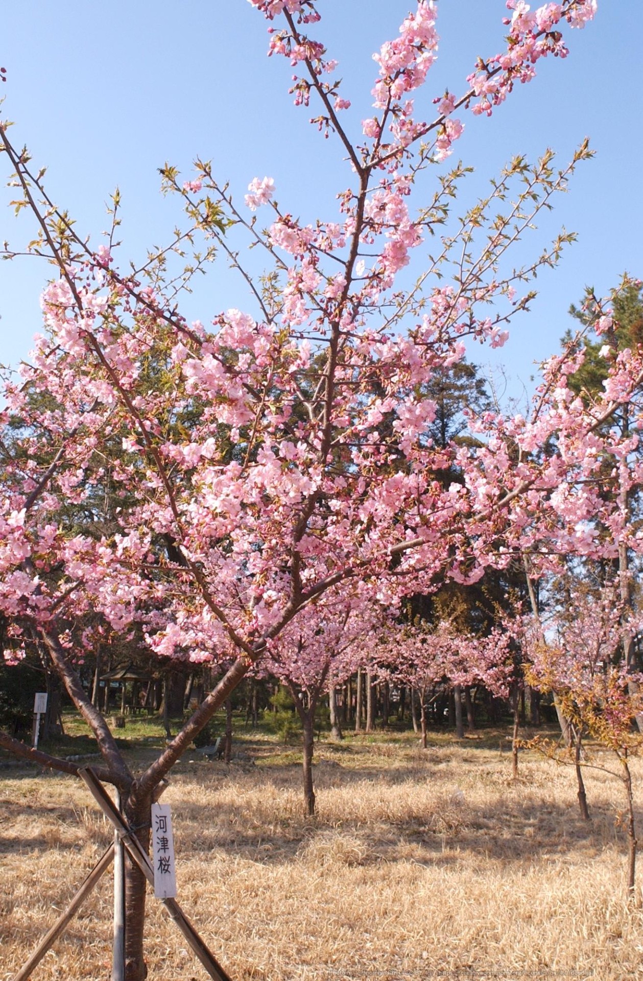 萬葉公園の河津桜