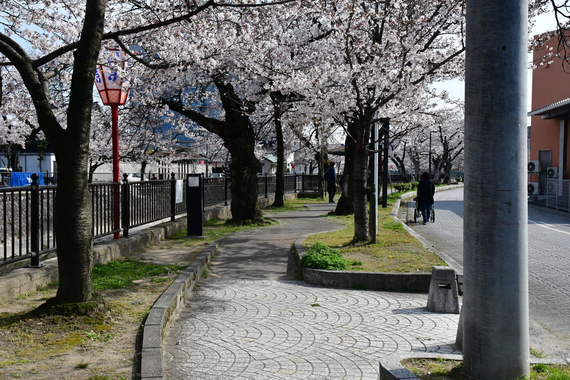 大江川の桜（一宮桜まつり）3