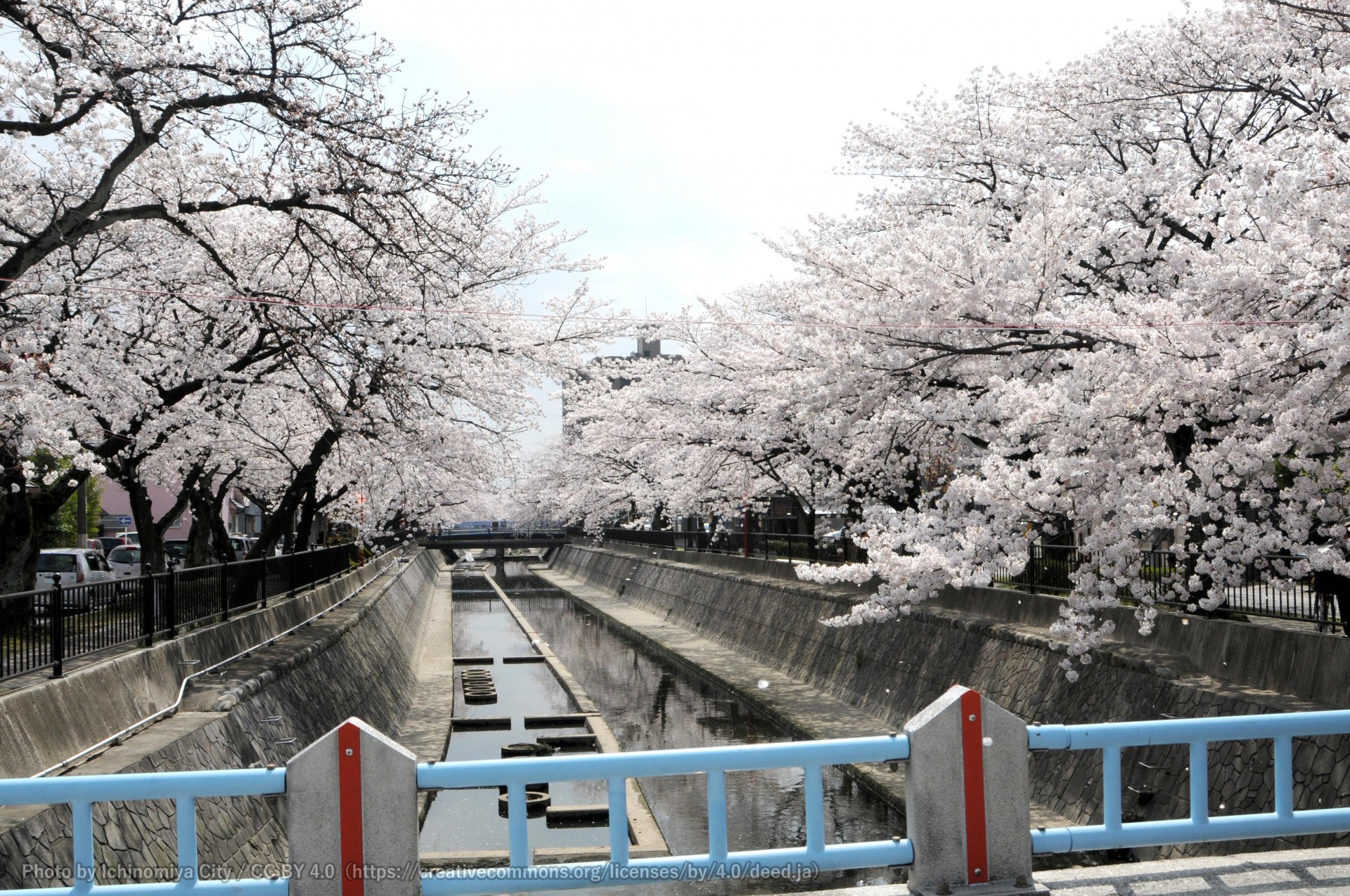 大江川の桜 （一宮桜まつり）