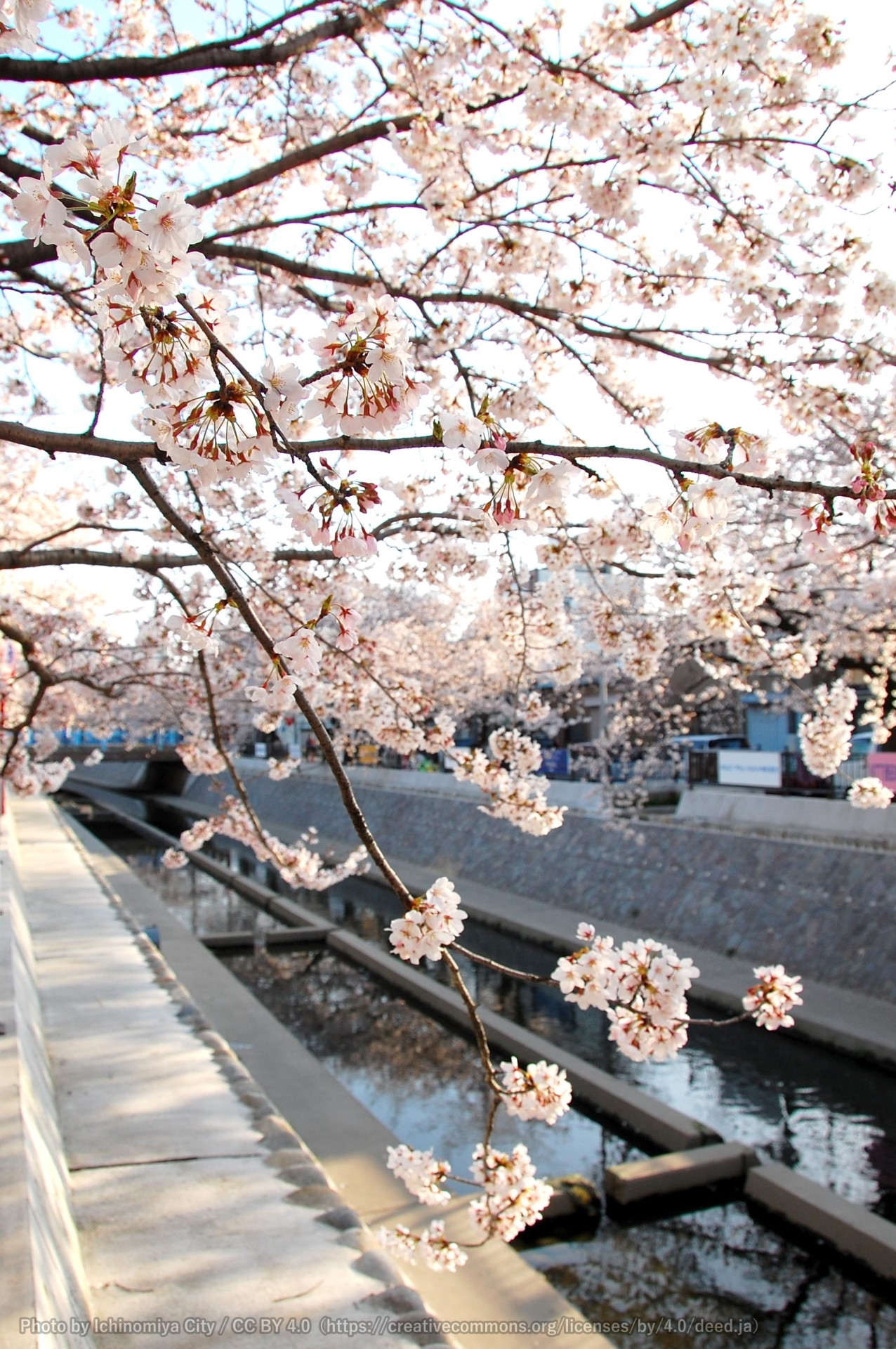 大江川の桜 （一宮桜まつり） 1