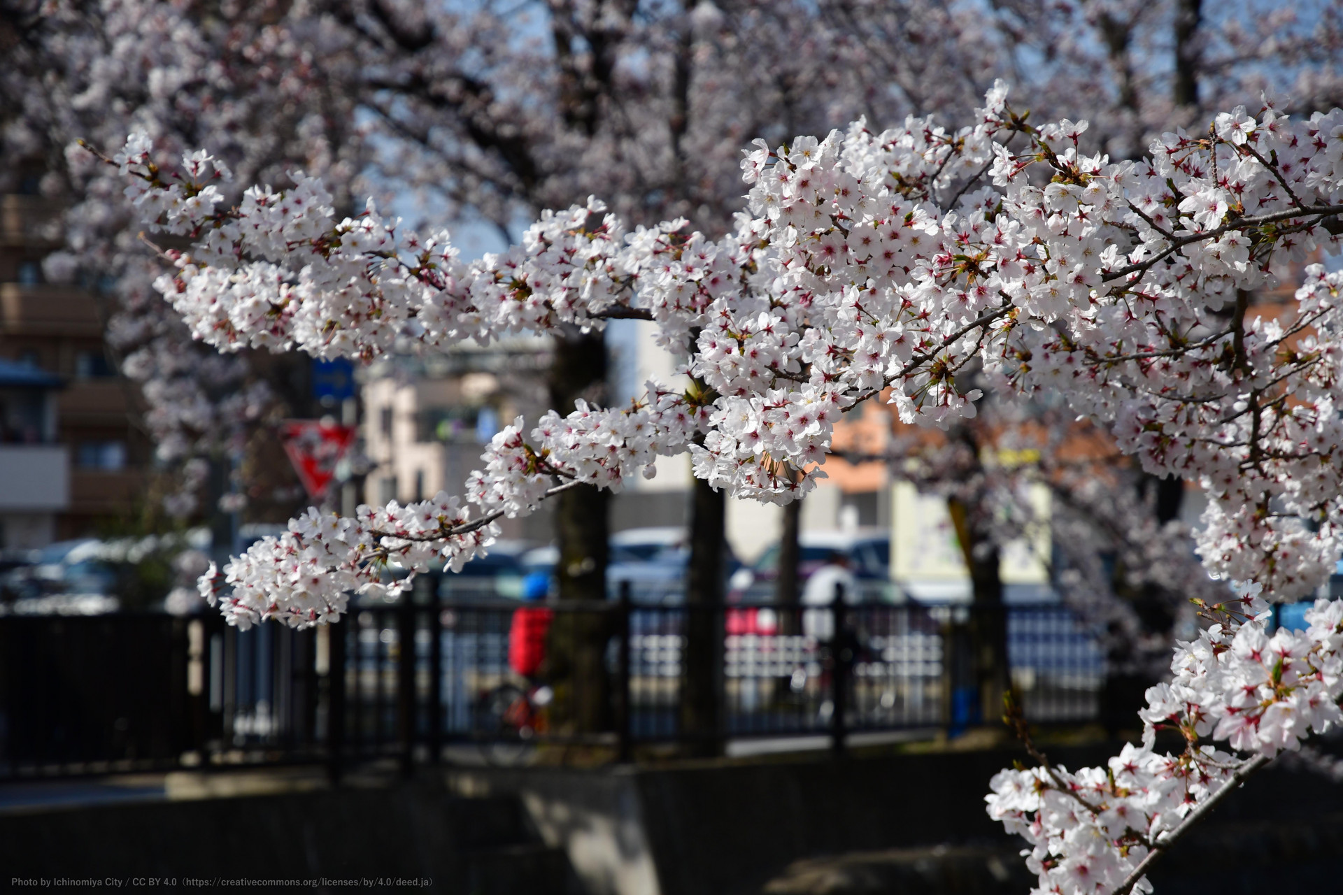 大江川の桜（一宮桜まつり）2