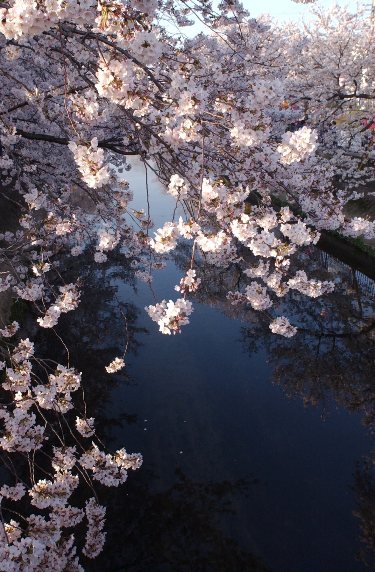 大江川の桜 （一宮桜まつり）