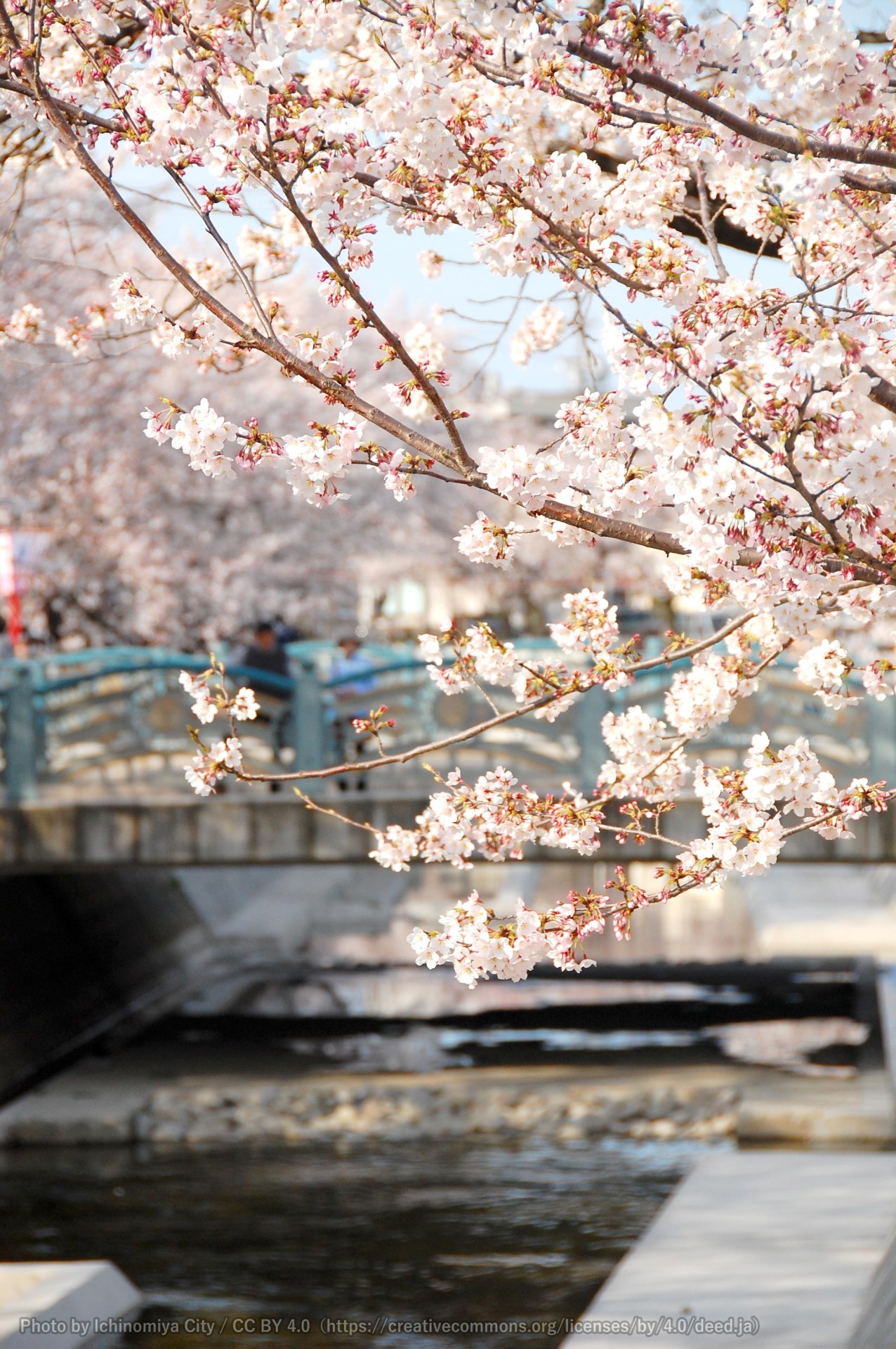 大江川の桜 （一宮桜まつり） 3