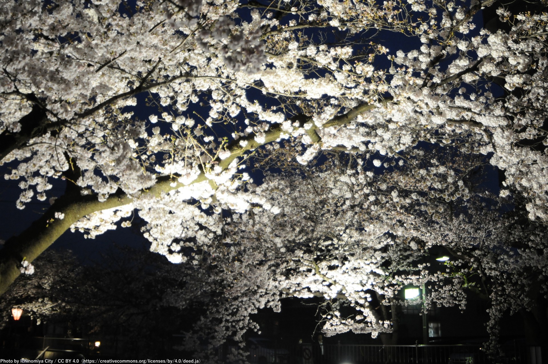 大江川の桜のライトアップ2