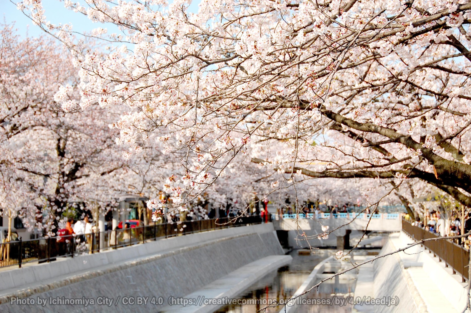 大江川の桜 （一宮桜まつり） 2