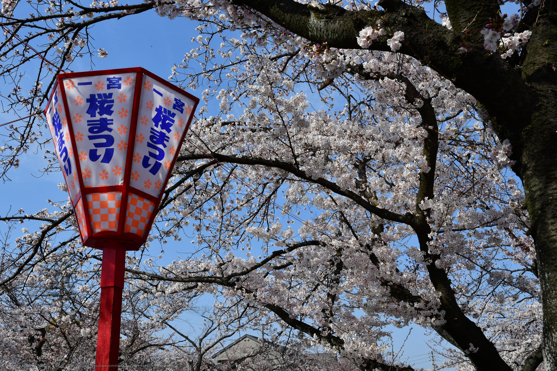 大江川の桜（一宮桜まつり）1